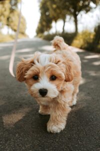 dog, puppy, pooch, pet, domestic animal, animal, cute, nature